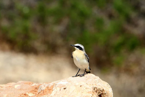 Bird Park Shores Mediterranean Sea North Israel — 스톡 사진