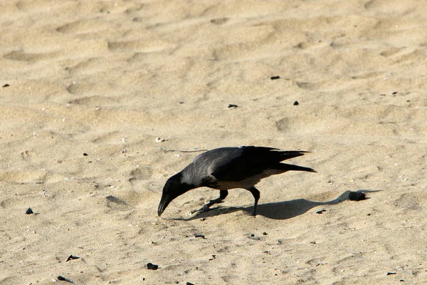 Pájaro Parque Orillas Del Mar Mediterráneo Norte Israel —  Fotos de Stock