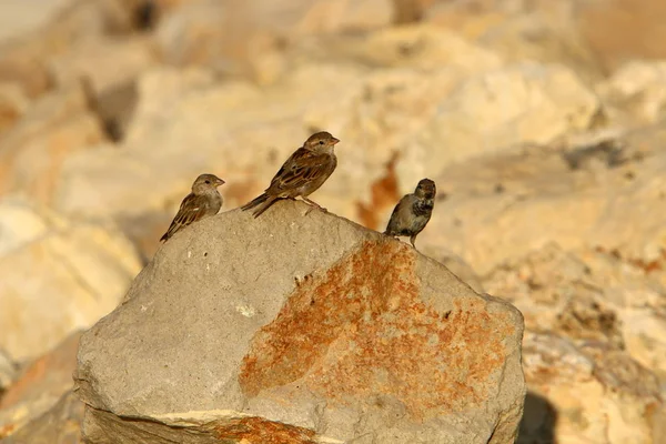 Pájaro Parque Orillas Del Mar Mediterráneo Norte Israel — Foto de Stock