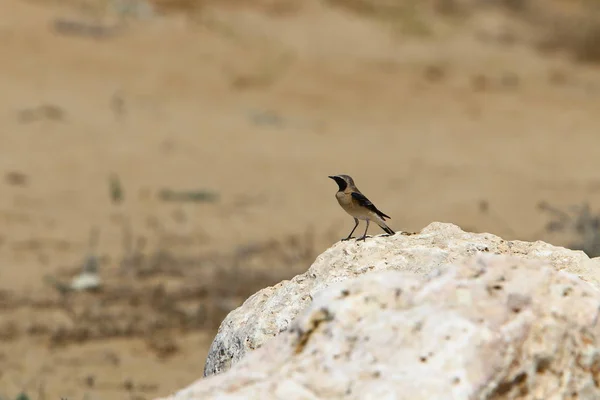Pássaro Parque Nas Margens Mar Mediterrâneo Norte Israel — Fotografia de Stock