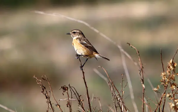 Ptak Parku Nad Brzegiem Morza Śródziemnego Północy Izraela — Zdjęcie stockowe