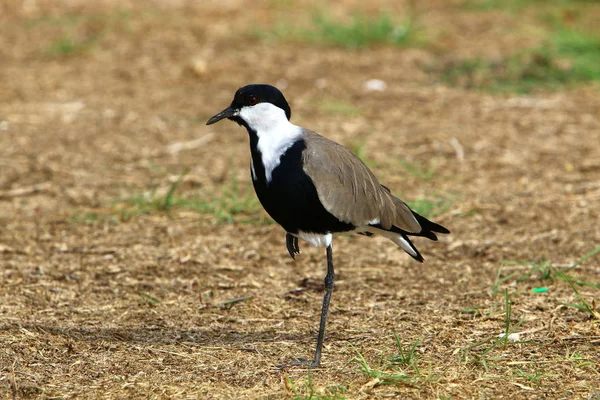 Oiseau Dans Parc Sur Les Rives Mer Méditerranée Nord Israël — Photo