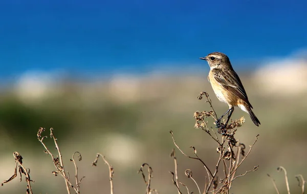 Srail Kuzeyindeki Akdeniz Kıyısındaki Bir Parkta Kuş — Stok fotoğraf