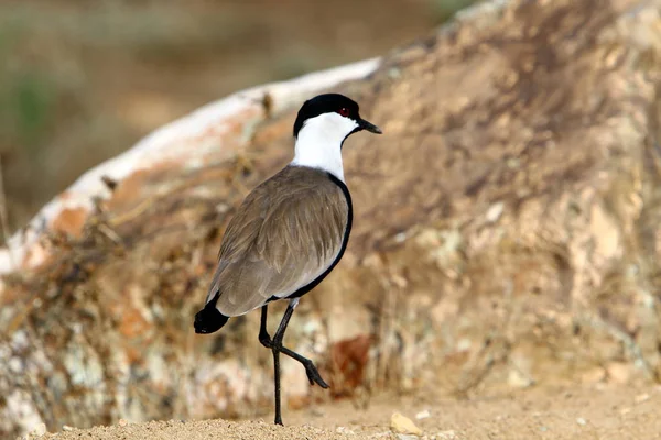 Pták Parku Břehu Středozemního Moře Severu Izraele — Stock fotografie