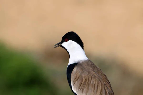Pták Parku Břehu Středozemního Moře Severu Izraele — Stock fotografie