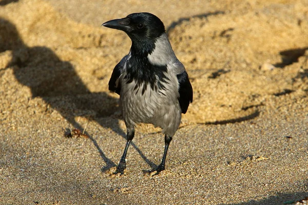 以色列北部地中海沿岸的一个公园里的小鸟 — 图库照片
