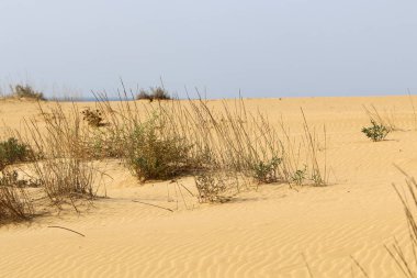 İsrail 'in kuzeyindeki Akdeniz kıyılarında kuru otlar ve dikenler 