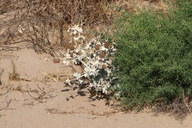 İsrail 'in kuzeyindeki Akdeniz kıyılarında kuru otlar ve dikenler 