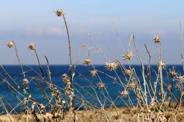 İsrail 'in kuzeyindeki Akdeniz kıyılarında kuru otlar ve dikenler 