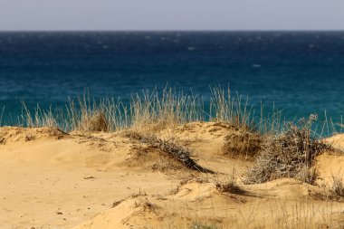 İsrail 'in kuzeyindeki Akdeniz kıyılarında kuru otlar ve dikenler 