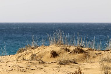 İsrail 'in kuzeyindeki Akdeniz kıyılarında kuru otlar ve dikenler 