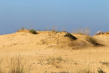 İsrail 'in kuzeyindeki Akdeniz kıyılarında kuru otlar ve dikenler 