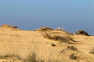 İsrail 'in kuzeyindeki Akdeniz kıyılarında kuru otlar ve dikenler 