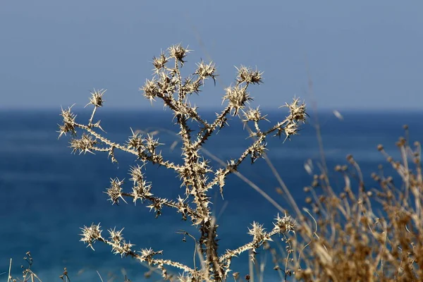 Суха Трава Колючки Березі Середземного Моря Півночі Ізраїлю — стокове фото