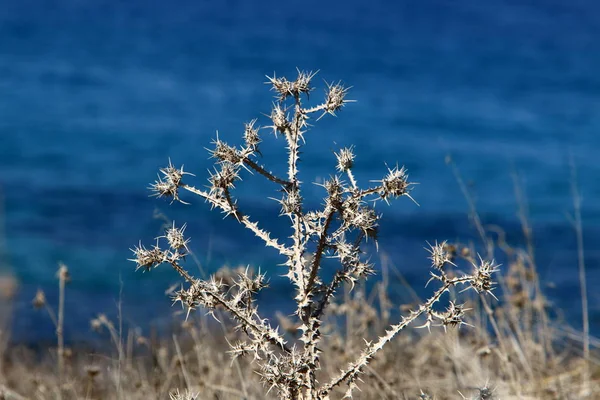 Herbe Sèche Épines Sur Les Rives Mer Méditerranée Dans Nord — Photo