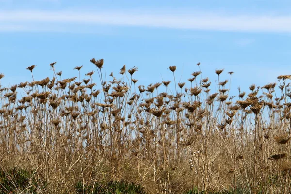 Trockenes Gras Und Dornen Den Ufern Des Mittelmeeres Norden Islands — Stockfoto