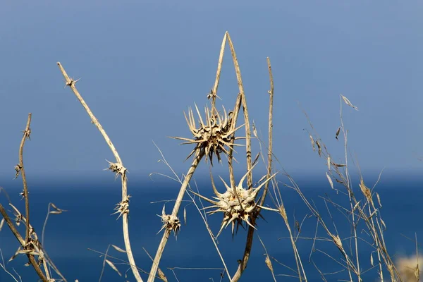 Herbe Sèche Épines Sur Les Rives Mer Méditerranée Dans Nord — Photo