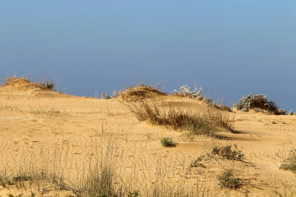 Trockenes Gras Und Dornen Den Ufern Des Mittelmeeres Norden Islands — Stockfoto