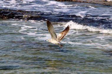 İsrail 'in kuzeyindeki Akdeniz kıyıları 