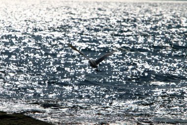 İsrail 'in kuzeyindeki Akdeniz kıyıları 