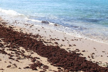 İsrail 'in kuzeyindeki Akdeniz kıyıları 