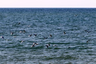 İsrail 'in kuzeyindeki Akdeniz kıyıları 