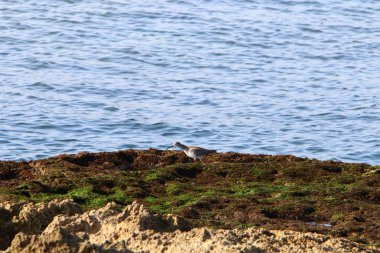 İsrail 'in kuzeyindeki Akdeniz kıyıları 