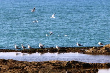 İsrail 'in kuzeyindeki Akdeniz kıyıları 