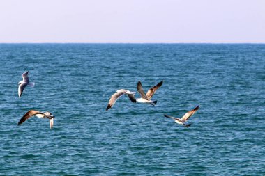 İsrail 'in kuzeyindeki Akdeniz kıyıları 
