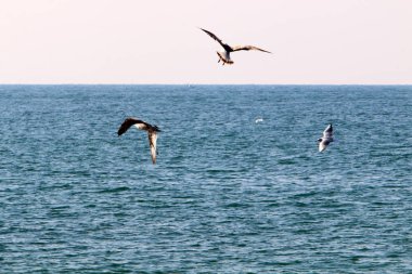 İsrail 'in kuzeyindeki Akdeniz kıyıları 