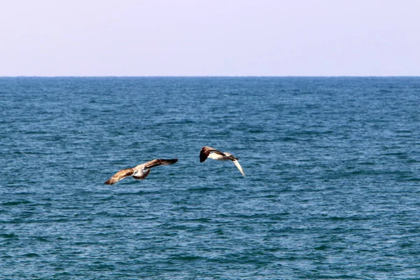 Costa Mediterránea Norte Israel — Foto de Stock