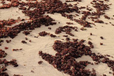 İsrail 'in kuzeyindeki Akdeniz kıyıları 