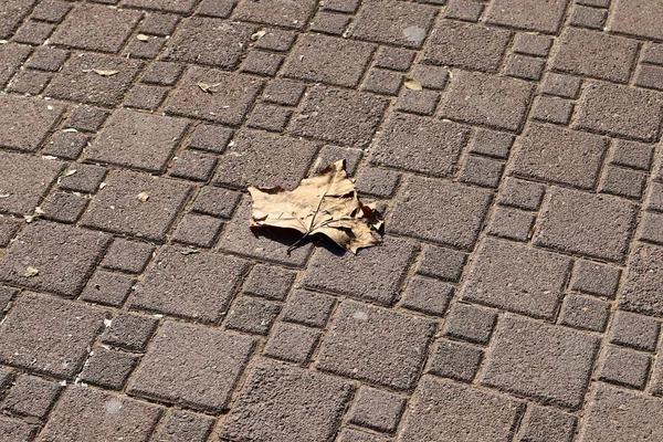 Pedestrian Road City Park Israel — 스톡 사진