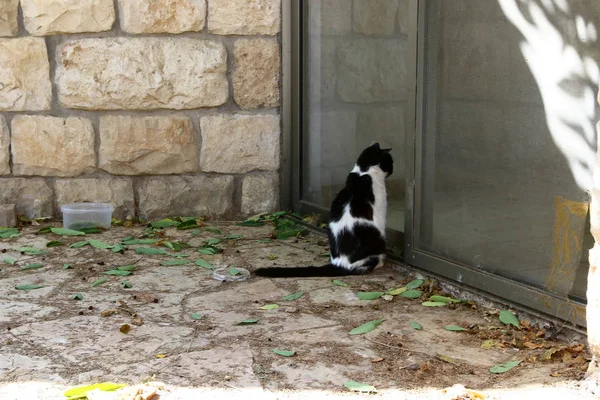 Entrédörrar Till Lokalerna Den Gamla Staden Jerusalem Israels Huvudstad — Stockfoto