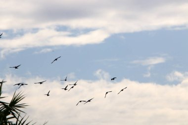 İsrail 'deki Akdeniz üzerinde kuşlar gökyüzünde yükseklere uçar. 