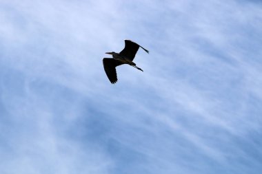 İsrail 'deki Akdeniz üzerinde kuşlar gökyüzünde yükseklere uçar. 