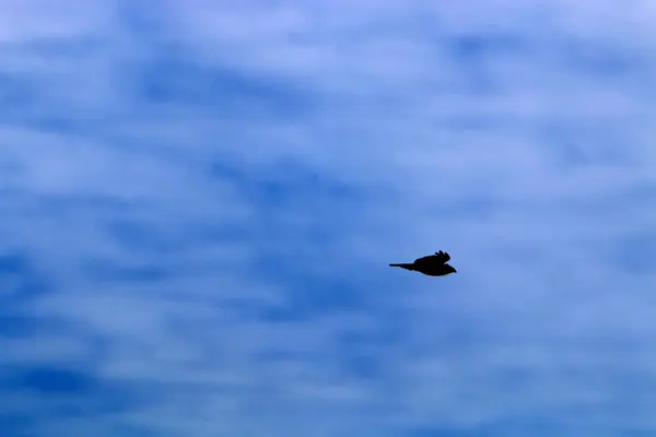 Vögel Fliegen Hoch Himmel Über Dem Mittelmeer Island — Stockfoto