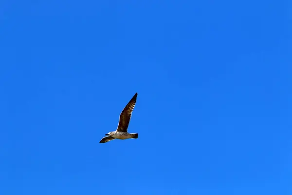 Aves Voam Alto Céu Sobre Mar Mediterrâneo Israel — Fotografia de Stock