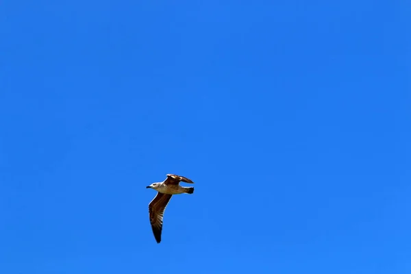 Aves Vuelan Alto Cielo Sobre Mar Mediterráneo Israel —  Fotos de Stock