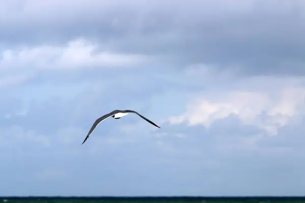 Vogels Vliegen Hoog Lucht Boven Middellandse Zee Israël — Stockfoto