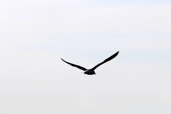 Vogels Vliegen Hoog Lucht Boven Middellandse Zee Israël — Stockfoto