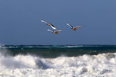 İsrail 'deki Akdeniz üzerinde kuşlar gökyüzünde yükseklere uçar. 