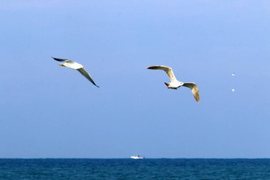 İsrail 'deki Akdeniz üzerinde kuşlar gökyüzünde yükseklere uçar. 