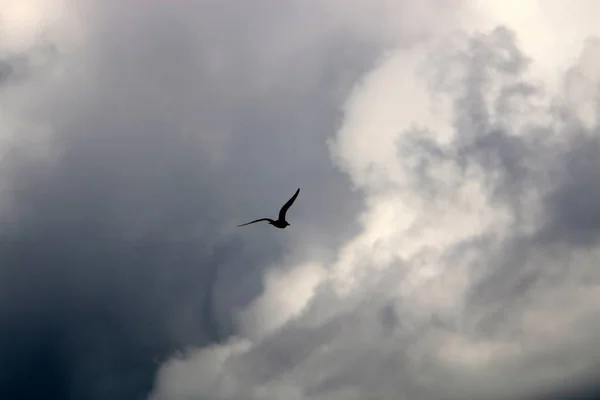 Srail Deki Akdeniz Üzerinde Kuşlar Gökyüzünde Yükseklere Uçar — Stok fotoğraf