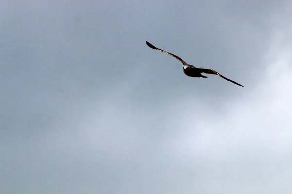 Πουλιά Πετούν Ψηλά Στον Ουρανό Πάνω Από Μεσόγειο Θάλασσα Στο — Φωτογραφία Αρχείου