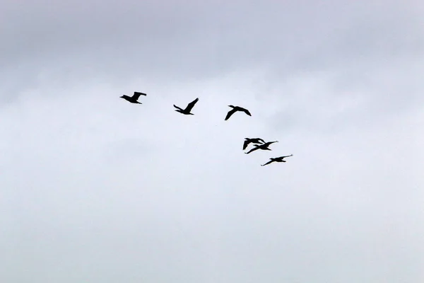 Aves Voam Alto Céu Sobre Mar Mediterrâneo Israel — Fotografia de Stock