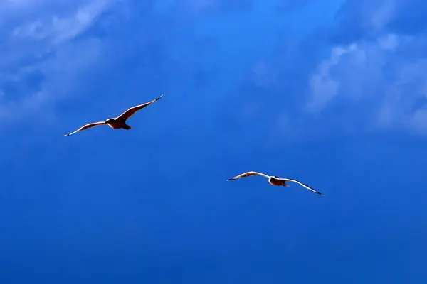 Oiseaux Volent Haut Dans Ciel Dessus Mer Méditerranée Israël — Photo