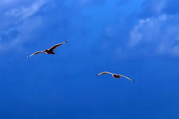 Aves Voam Alto Céu Sobre Mar Mediterrâneo Israel — Fotografia de Stock