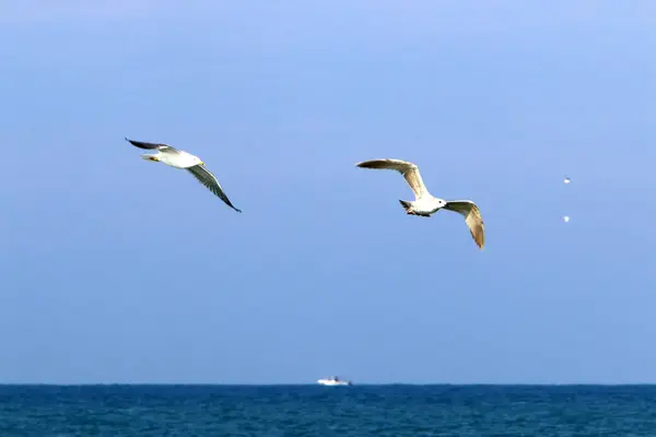 Srail Deki Akdeniz Üzerinde Kuşlar Gökyüzünde Yükseklere Uçar — Stok fotoğraf