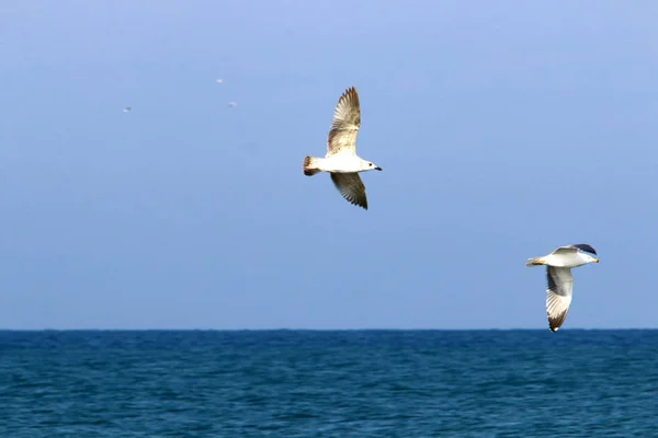 Птицы Летают Высоко Небе Над Средиземным Морем Израиле — стоковое фото